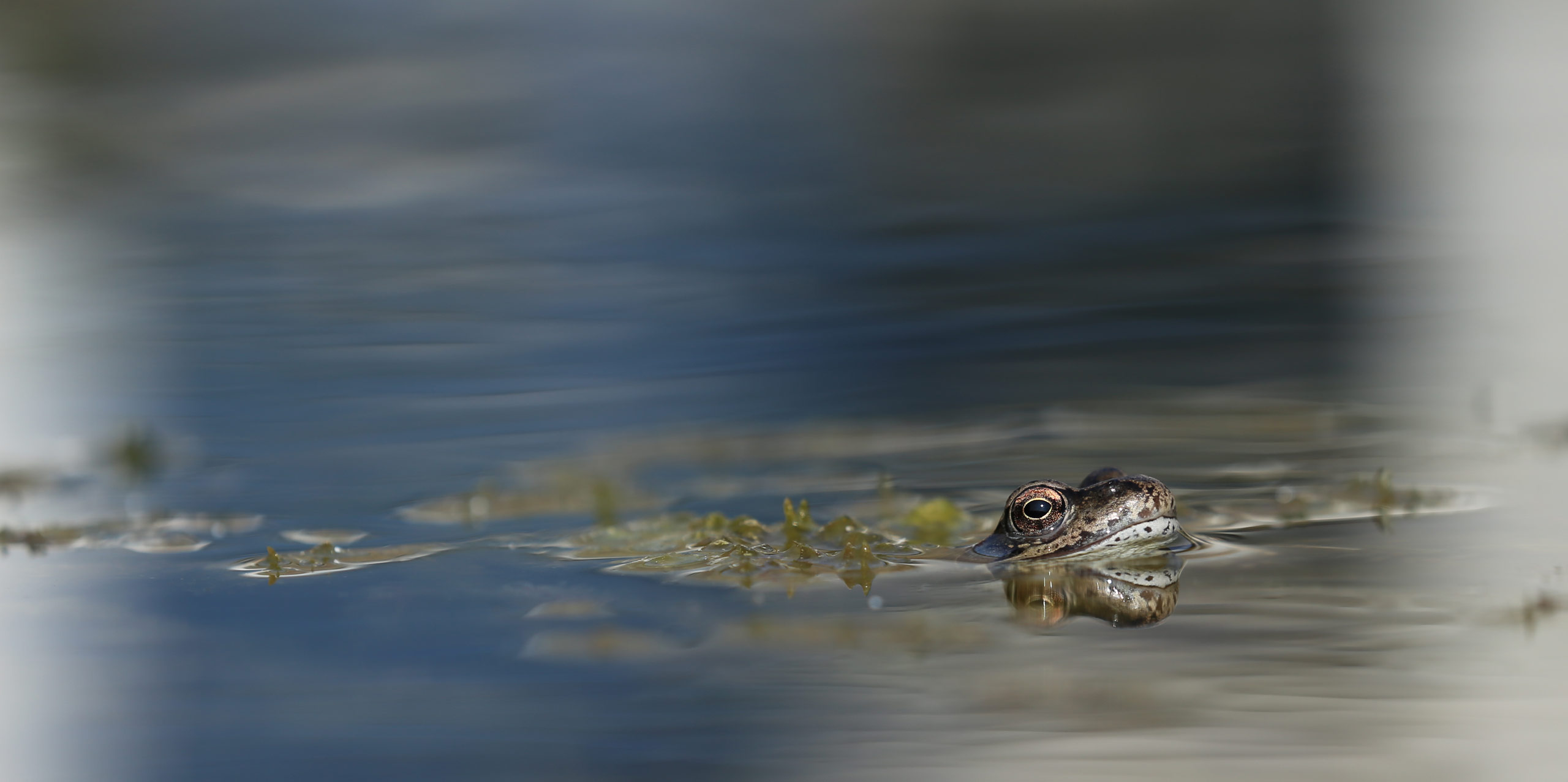 Frosch